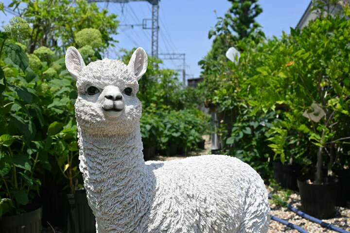 楽天市場】アルパカの置物リアルな置物 かわいい置物 置物城ケ崎タケオ  