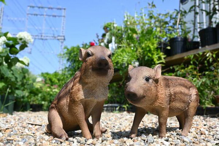 楽天市場 うりぼう イノシシ 2個セット置物 かわいい置物 猪の置物うりぼう 兄弟 リッカロッカお庭や玄関 お部屋にも合います ちょっと変わったプレゼントにどうぞ 園芸百貨店何でも揃うこぼんさい