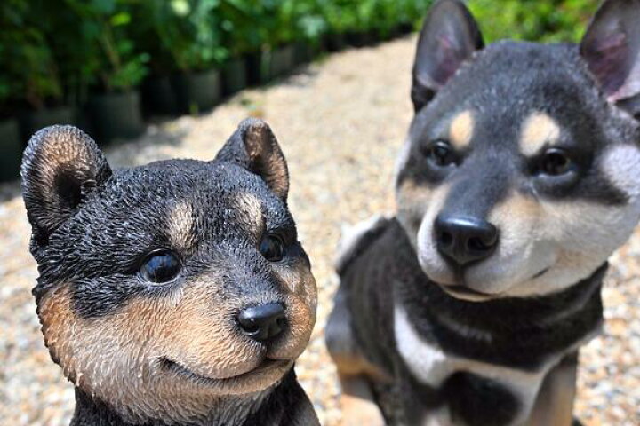 楽天市場】黒柴犬親子です 親子 黒い犬 2匹セット黒柴 犬の置物 リアル 