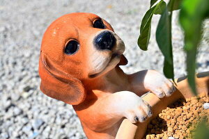ひっかけいぬ 犬 ビーグルいぬの置物 引っ掛ける置物 置物お庭や玄関に置くとgood。鉢植えなどに引っ掛けるとかわいいです。