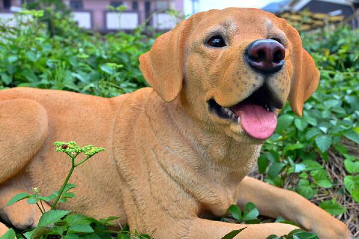 楽天市場 ラブラドール いぬ 犬置物 かわいい置物 犬の置物大型犬 朔太郎お庭や玄関 お部屋にもどうぞ 本物のような置物 園芸百貨店何でも揃うこぼんさい
