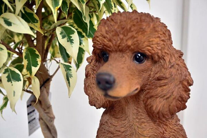 楽天市場 プードル 毛が長い犬 いぬ置物 かわいい置物 犬の置物 犬 アップルパイお庭や玄関はもちろん お部屋にも合います プレゼントにもどうぞ 園芸百貨店何でも揃うこぼんさい