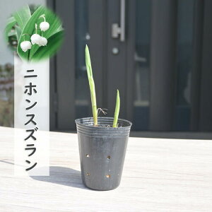 2025NV׊ jzXY c 闖 {XY R쑐 ϊN h Ne