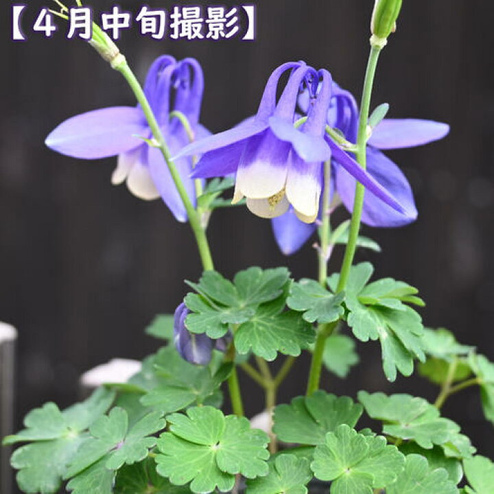 楽天市場】ミヤマオダマキ ポット苗 山野草 宿根草 多年草 深山 