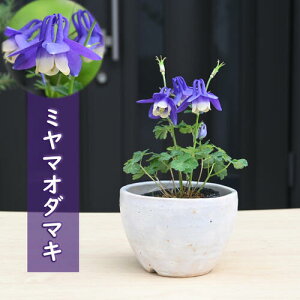 ミヤマオダマキ 鉢植え 信楽焼鉢入り 山野草 宿根草 多年草 深山オダマキ