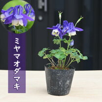 楽天市場】ミヤマ 山野草の通販 