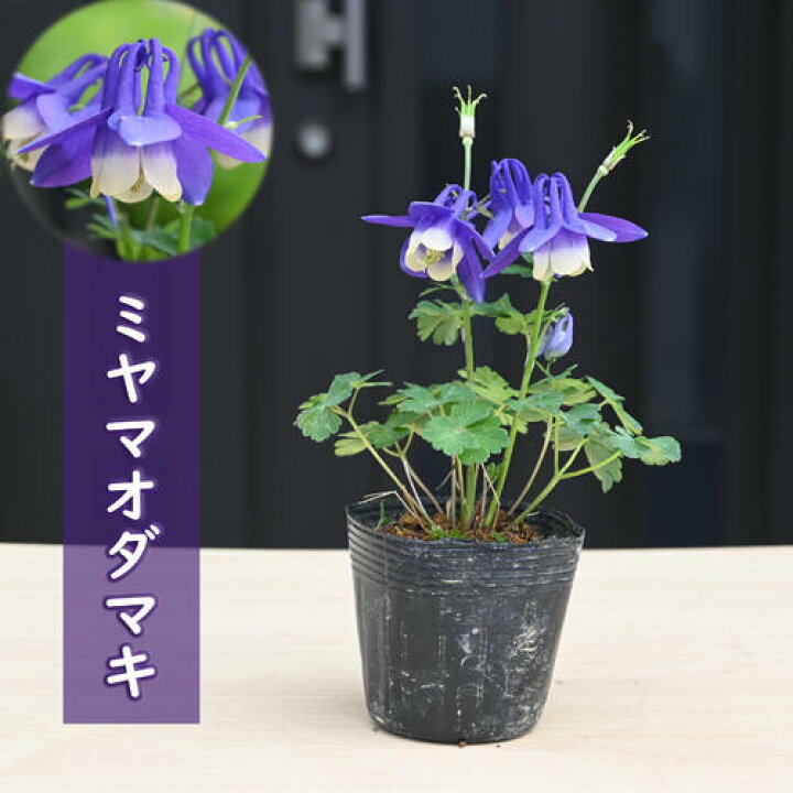 楽天市場】ミヤマオダマキ ポット苗 山野草 宿根草 多年草 深山 