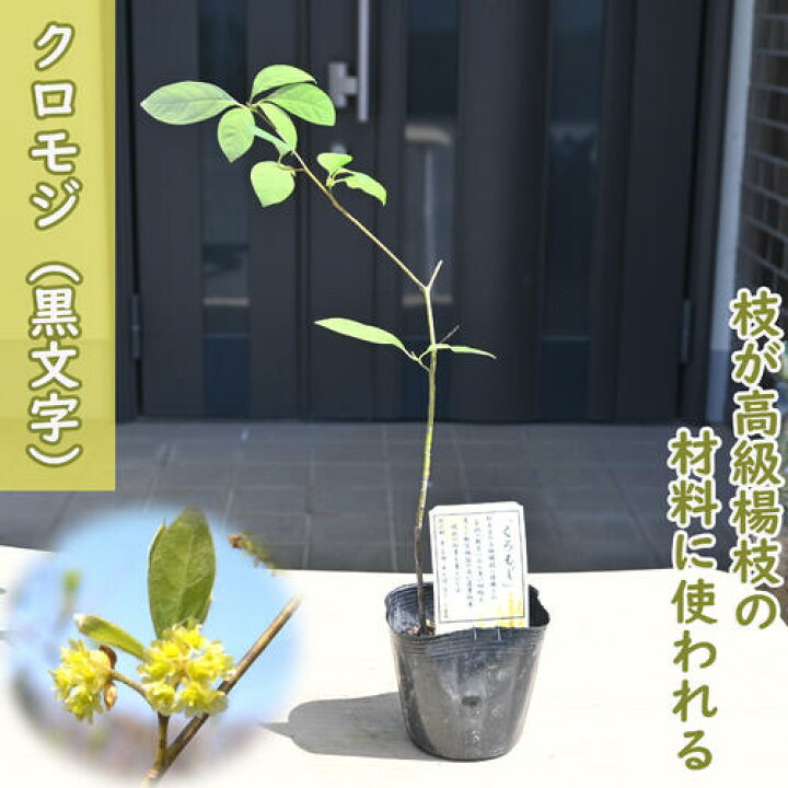 クロモジ 黒文字 クロモジ苗木 No 002 （楽天市場】2024年NEW クロモジ 