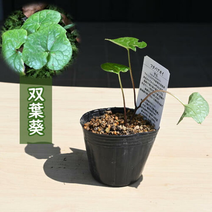 楽天市場】2024年NEW 双葉葵 ポット苗 多年草 山野草 フタバアオイ 