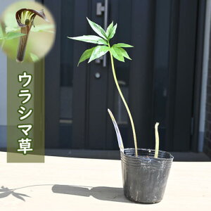 2024NNEW EV} |bgc N R쑐 Y