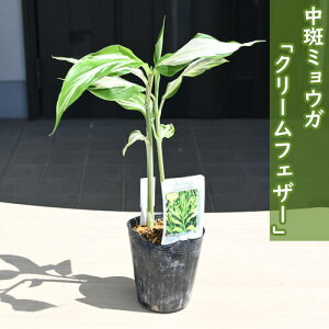 2024NNEW ~EK N[tFU[ |bgc h