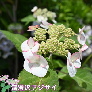 2024N6{Jԁ@AWTC@|bgc }AWTC@d炫@RAWTC
