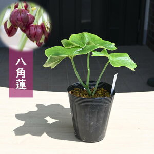 NEW nbJN |bgc p@ R쑐 ~I\E N