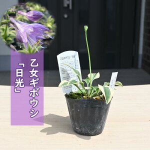 2024NNEW M{EV  |bgc R쑐 N IgM{EV