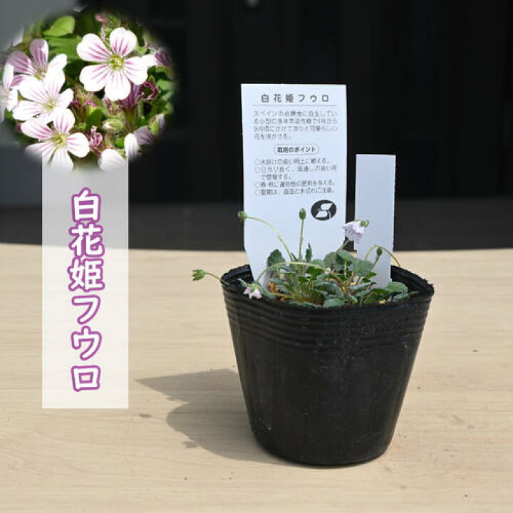 楽天市場】2024年NEW 白花姫フウロ ポット苗 山野草 多年草 ヒメ 