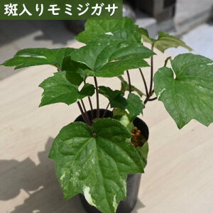 2024NNEW 胂~WKT |bgc R쑐 N gt}