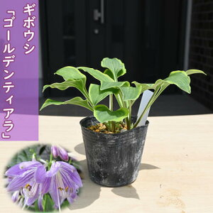 4蔭2025NNEW M{EV S[feBA |bgc R쑐 N