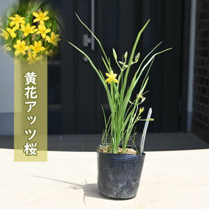 2024NNEW ԃAbc |bgc R쑐 N AbcUN