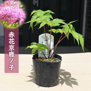 ԉԋmq |bgc R쑐 N q LEJmR h