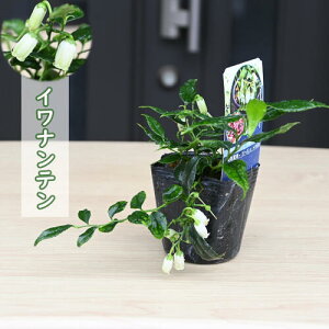 2024NNEW Cie |bgc R쑐 N V