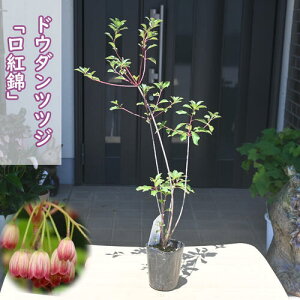 hE_ccW g gX |bgcN`xjjVL N`xjTT