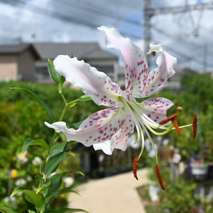 楽天市場】2024年7月開花 阿洲ユリ ポット苗 山野草 宿根草 : 園芸 