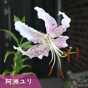 2024N7J F A eRb^ R쑐 h