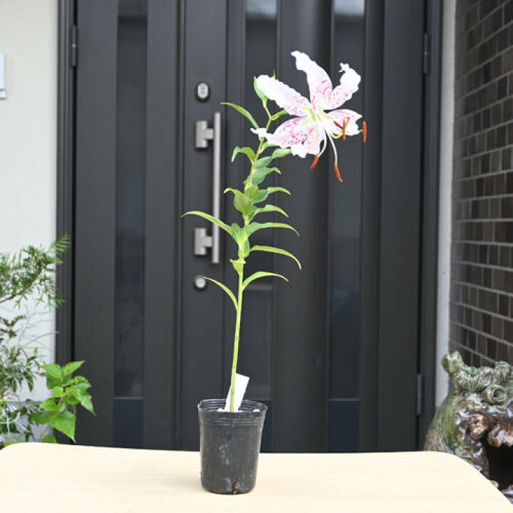 楽天市場】2024年7月開花 阿洲ユリ ポット苗 山野草 宿根草 : 園芸 