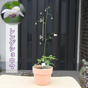 2024年8月に開花NEW レンゲショウマ 晒菜升麻 鉢植え テラコッタ鉢入り 多年草 山野草