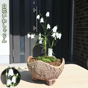 2024N10{J Ԃ킵Ⴖ A ~͎d R쑐 N CcKl\E ⍹Q ԃCVW