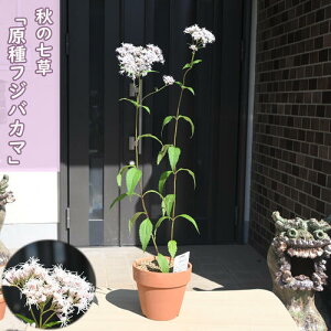 2024年10月中旬開花 原種フジバカマ 鉢植え 山野草 多年草 香草 秋の七草 藤袴 蘭草