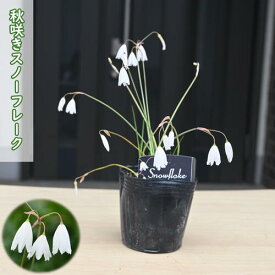 2024年10月中旬開花 秋咲きスノーフレーク 苗 スズラン水仙 球根植物 多年草