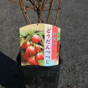 2025�N�J�ԕc���t�g�h�E�_���c�c�W �|�b�g�c