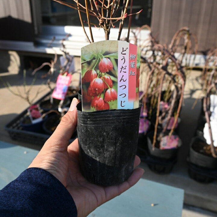 楽天市場】2025年開花苗柳葉紅ドウダンツツジ ポット苗 : 園芸百貨店 