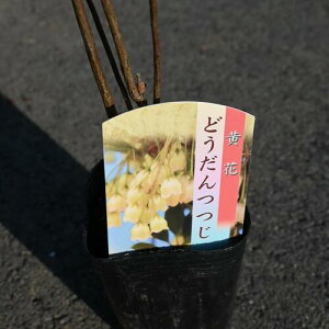 2025�N�J�ԉ��ԃh�E�_���c�c�W �|�b�g�c