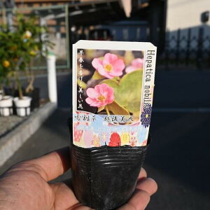 hኄ@zl@ኄ葐@|bgc@ 