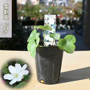 2025N2JԂ̂킢I ኄ  |bgc R쑐 N