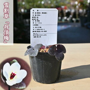 2025N2JԂ̂킢I ኄ O~ |bgc R쑐 N 񂿂傤΂