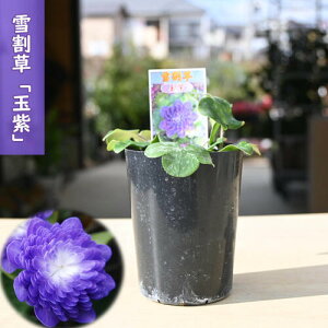 2025年2月頃開花のかわいい選抜種 雪割草 玉紫 ポット苗 山野草 多年草 千重咲き