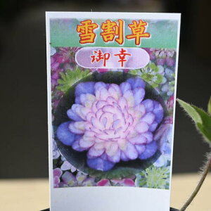 2025N2JԂ̂킢I ኄ  D K ʎ  Ԑd d zl V_~ Cbh@R쑐