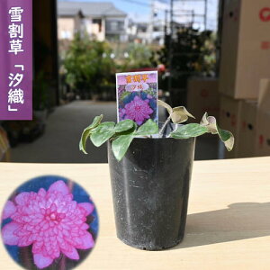 2025年2月頃開花のかわいい選抜種 雪割草 汐織 ポット苗 山野草 多年草 千重咲き
