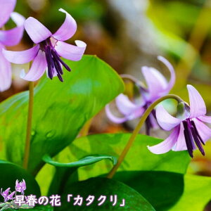 J^N |bgc N R쑐 ЌI ~Ĝ͂͋ł