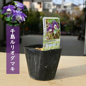 2025NJԗ\̐瓇I_}L |bgc R쑐 h N 瓇ڗI_}L `V}I_}L