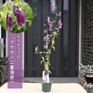 2025NNEW z^uN ڂ̓d`Ղ |bgc R쑐 h N u d