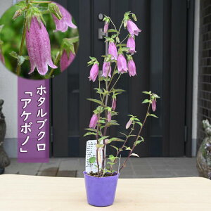 2025年NEW ホタルブクロ あけぼの ポット苗 山野草 宿根草 多年草 蛍袋 曙