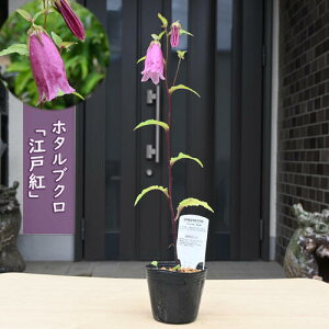 2025NNEW z^uN ]ˍg |bgc R쑐 h N u