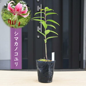 2025NNEW V}JmR |bgc R쑐 h N ̎qS A