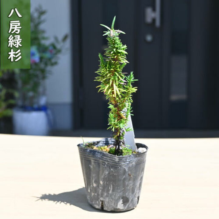 楽天市場】2026年NEW 八房緑杉 ポット苗 杉 八房性 仕立てやすい 矮性 