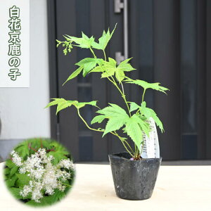 ԋmq |bgc R쑐 N q LEJmR h