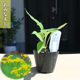 2025年NEW おみなえし ポット苗 山野草 多年草 女郎花